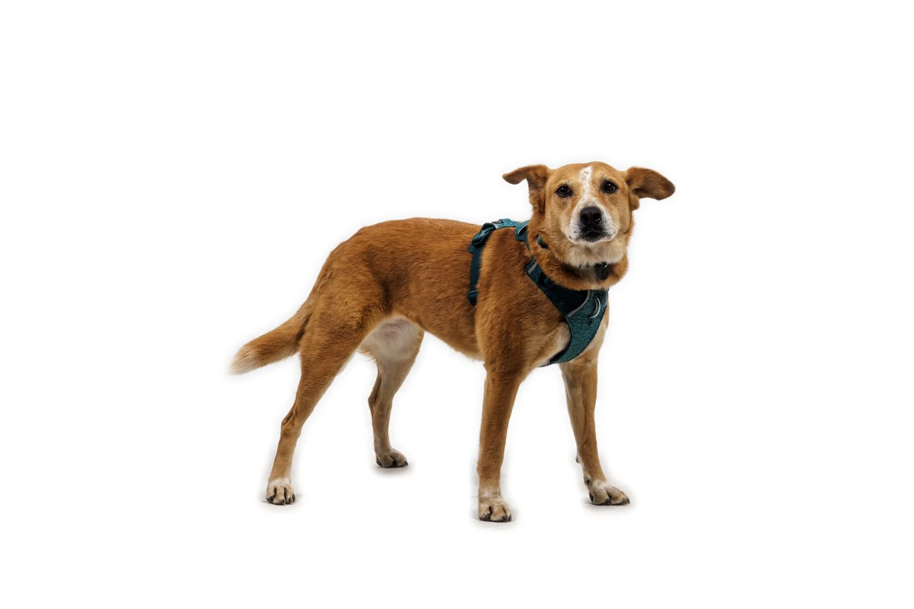 Front Range Flex Harness Deep Teal - Image 6